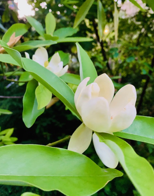 flowers in the garden